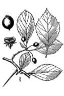 Image of Cockspur Hawthorn