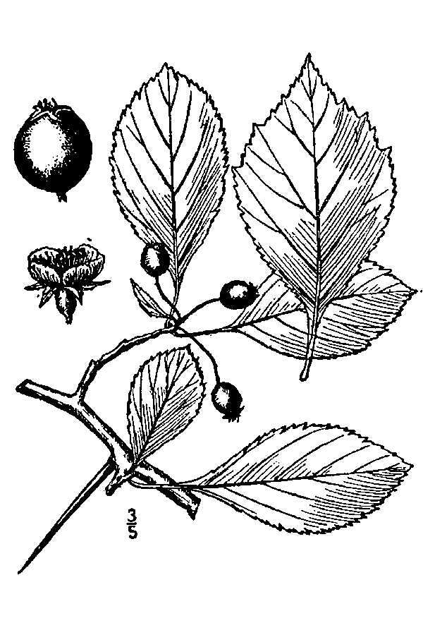 Image of Cockspur Hawthorn