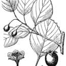 Image of mink hawthorn