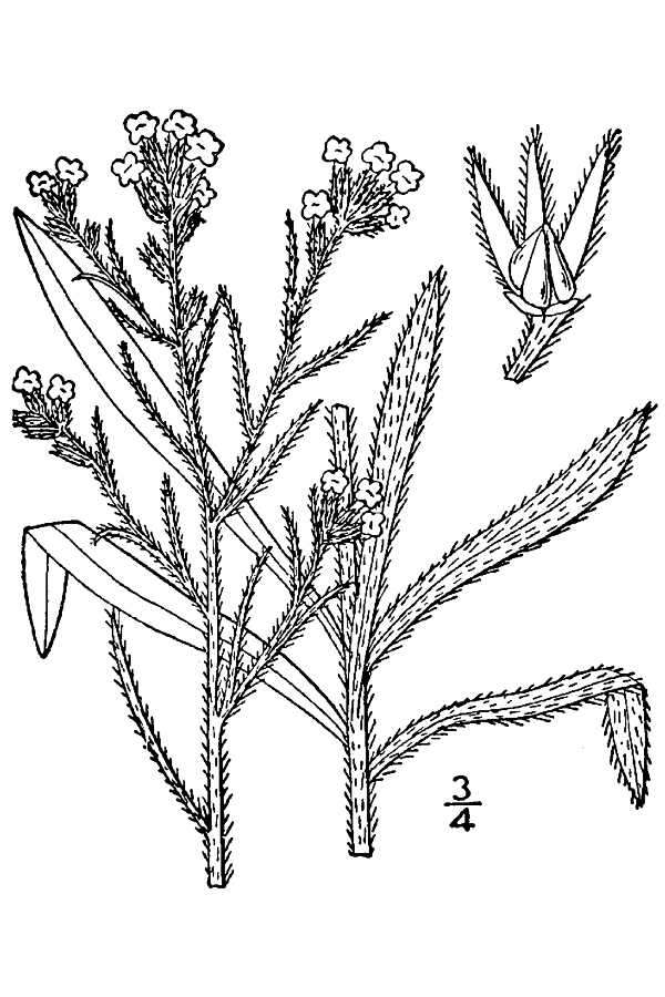 Image of sanddune cryptantha