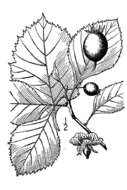 Image of Cockspur Hawthorn