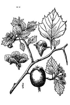 Image of yellowleaf hawthorn