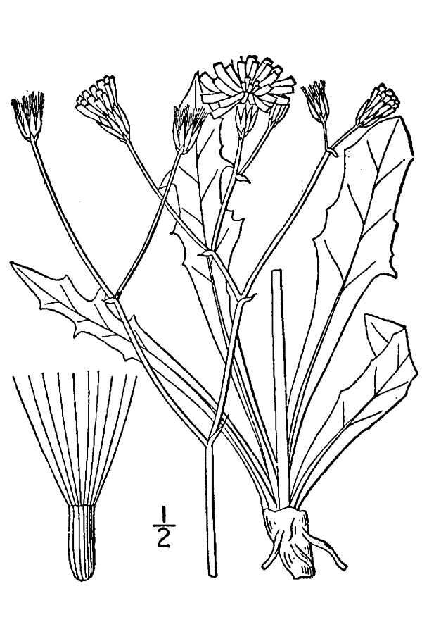 Image of fiddleleaf hawksbeard