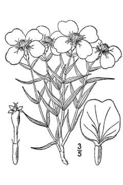 Image of Rocky Mountain zinnia