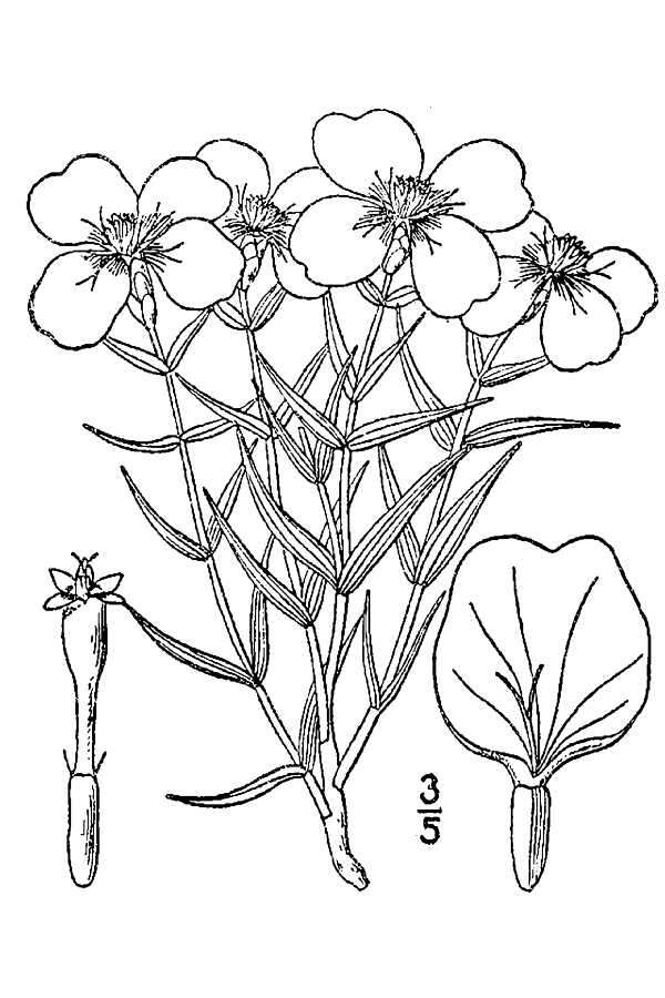 Image of Rocky Mountain zinnia