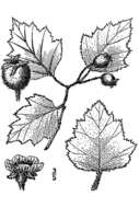 Image of Copenhagen hawthorn