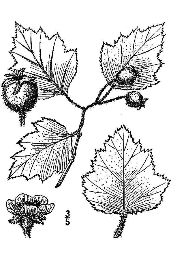 Image of Copenhagen hawthorn