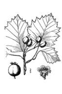 Image of Blanchard's hawthorn