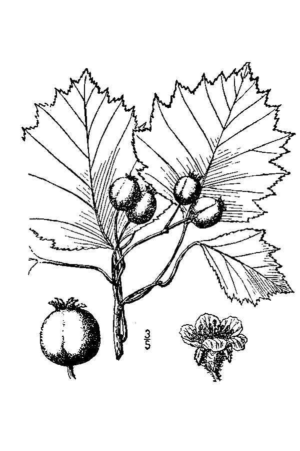 Image of Blanchard's hawthorn