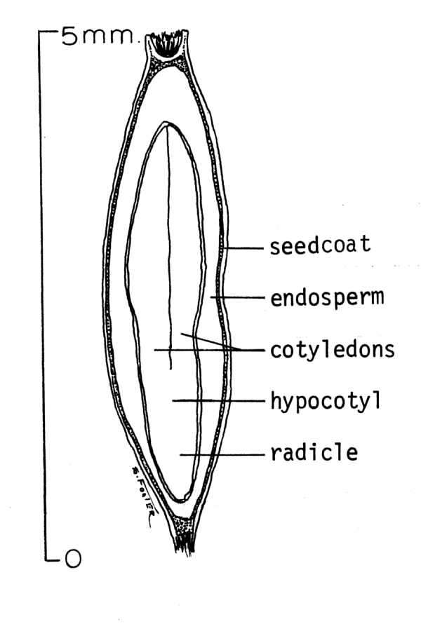 Image of Sugi