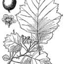 Image of Kellogg's hawthorn