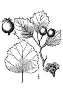 Image of woolly hawthorn