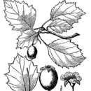 Image of grove hawthorn