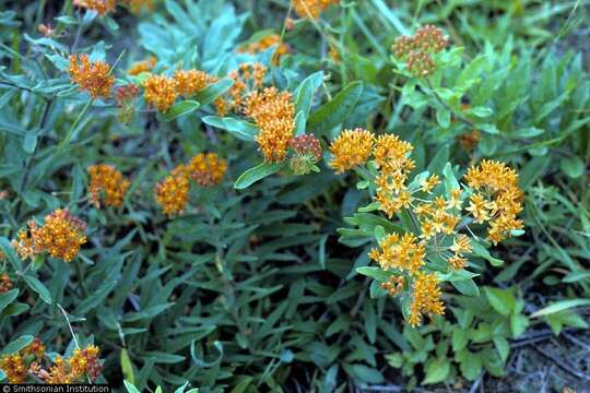 Image of butterfly milkweed