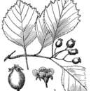 Image of Cole's hawthorn