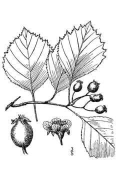 Image of Cole's hawthorn