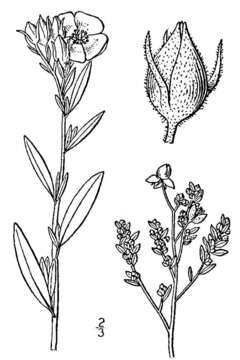 Image of hoary frostweed