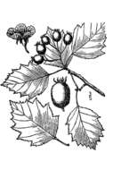 Image of bigfruit hawthorn