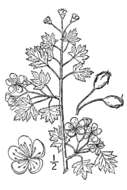 Image of parsley hawthorn