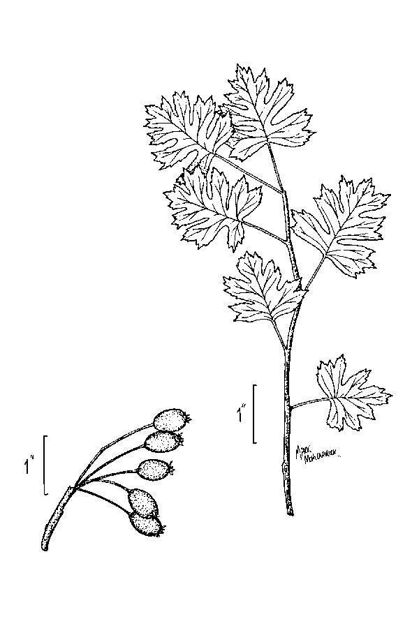 Image of parsley hawthorn