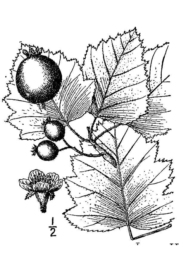 Image de Crataegus mollis (Torr. & Gray) Scheele