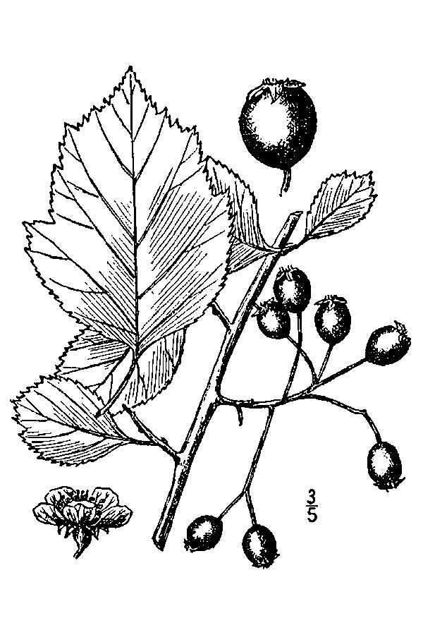 Image of glossy hawthorn