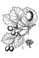 Image of Blanchard's hawthorn