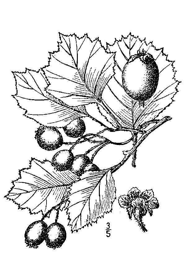 Imagem de Crataegus irrasa Sarg.