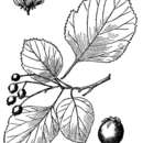 Image of ovateleaf hawthorn