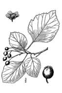 Image of ovateleaf hawthorn