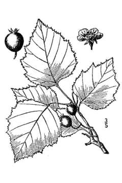 Image of stolonbearing hawthorn