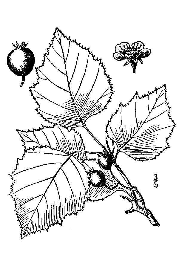 Image of stolonbearing hawthorn