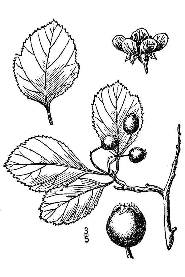 Слика од Crataegus reverchonii Sarg.