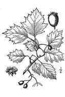 Image of bigfruit hawthorn