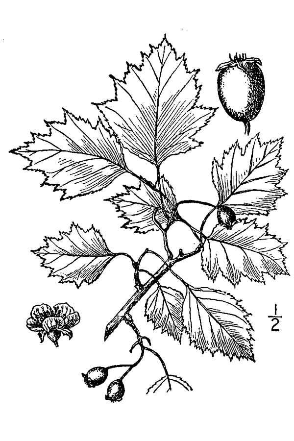 Image of bigfruit hawthorn