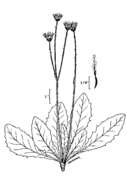 Image of fiddleleaf hawksbeard