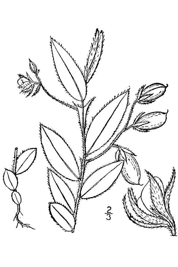 Image of arrowhead rattlebox