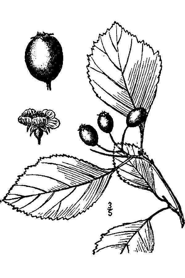 Image of Cockspur Hawthorn