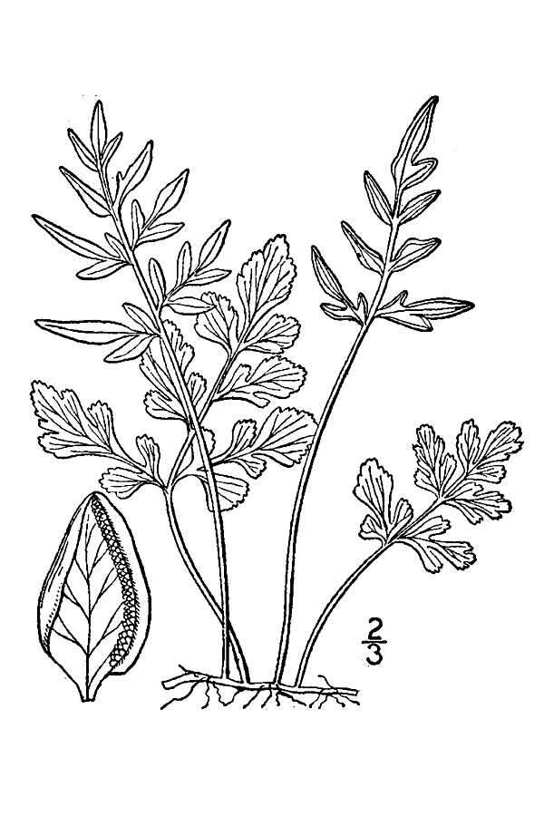 Sivun Cryptogramma stelleri (Gmel.) Prantl kuva