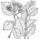 Image of Miss Vail's hawthorn