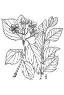 Image of Miss Vail's hawthorn