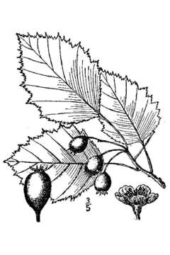 Crataegus holmesiana Ashe resmi