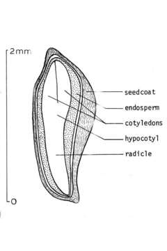 Cupressus arizonica var. arizonica resmi