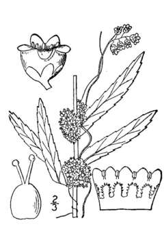 Cuscuta cephalanthi Engelm. resmi