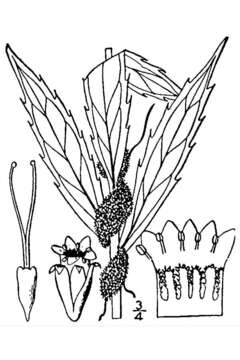 Cuscuta glomerata Choisy resmi