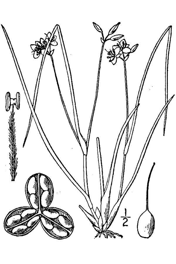 Image de Callisia graminea (Small) G. C. Tucker