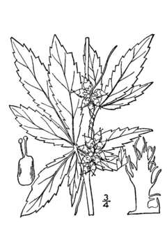 Cuscuta rostrata Shuttlw. ex Engelm. & A. Gray resmi