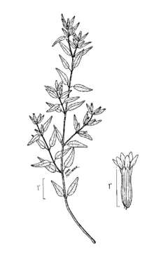 Image of blue waxweed