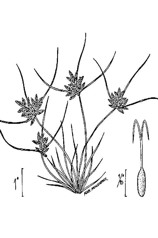 Sivun Cyperus bipartitus Torr. kuva