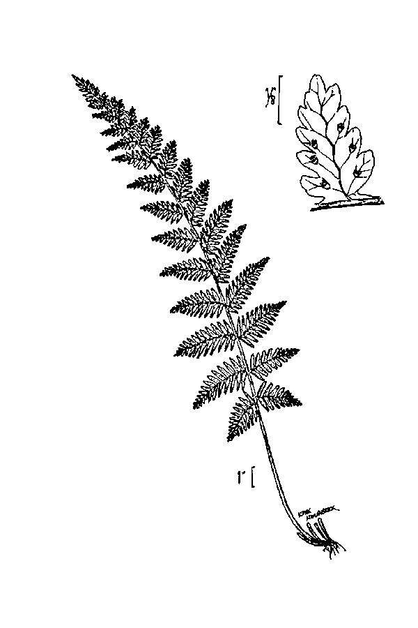 Image of bulblet bladderfern